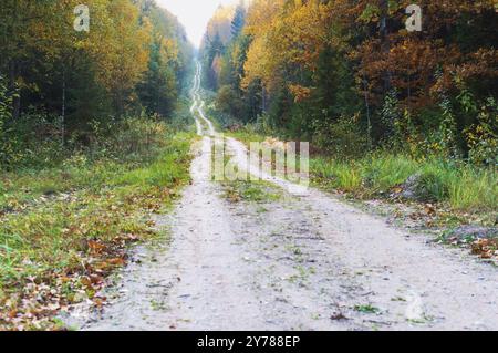 Feuilles jaunies et rougies des arbres, la route dans la forêt d'automne Banque D'Images