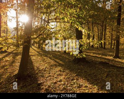 Branche avec des feuilles jaunes colorées.Forêt d'automne avec un soleil lumineux le matin qui brille à travers les arbres.Une promenade dans le parc d'automne avec belle nature a Banque D'Images