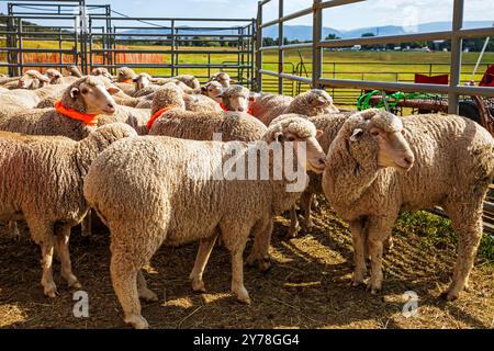 Mouton en PEN ; Meeker Classic Sheepdog Championship Trials ; Meeker ; Colorado ; États-Unis Banque D'Images