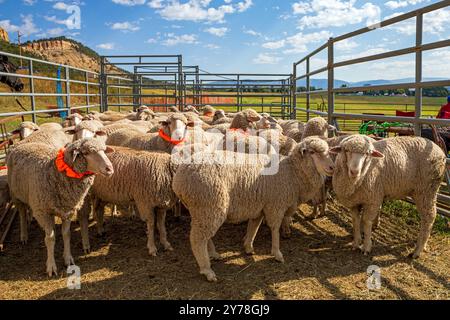 Mouton en PEN ; Meeker Classic Sheepdog Championship Trials ; Meeker ; Colorado ; États-Unis Banque D'Images