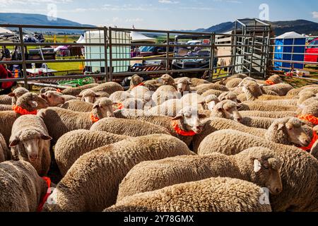 Mouton en PEN ; Meeker Classic Sheepdog Championship Trials ; Meeker ; Colorado ; États-Unis Banque D'Images