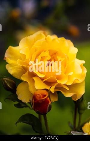 Rose jaune affiché sur un fond vert avec un espace libre sur le dessus Banque D'Images
