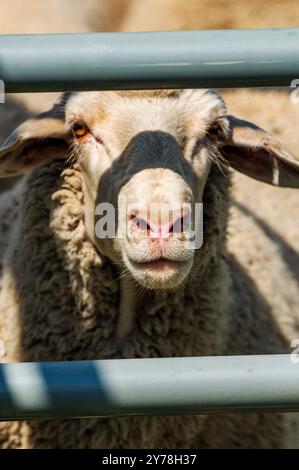 Mouton en PEN ; Meeker Classic Sheepdog Championship Trials ; Meeker ; Colorado ; États-Unis Banque D'Images