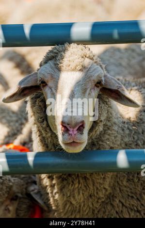 Mouton en PEN ; Meeker Classic Sheepdog Championship Trials ; Meeker ; Colorado ; États-Unis Banque D'Images