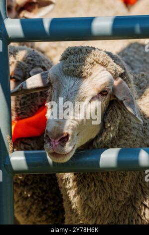 Mouton en PEN ; Meeker Classic Sheepdog Championship Trials ; Meeker ; Colorado ; États-Unis Banque D'Images