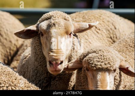 Mouton en PEN ; Meeker Classic Sheepdog Championship Trials ; Meeker ; Colorado ; États-Unis Banque D'Images