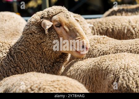 Mouton en PEN ; Meeker Classic Sheepdog Championship Trials ; Meeker ; Colorado ; États-Unis Banque D'Images