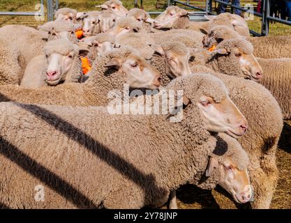 Mouton en PEN ; Meeker Classic Sheepdog Championship Trials ; Meeker ; Colorado ; États-Unis Banque D'Images