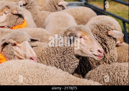 Mouton en PEN ; Meeker Classic Sheepdog Championship Trials ; Meeker ; Colorado ; États-Unis Banque D'Images