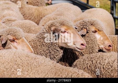 Mouton en PEN ; Meeker Classic Sheepdog Championship Trials ; Meeker ; Colorado ; États-Unis Banque D'Images