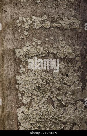 Un tronc d'arbre couvert de mousse et de lichen. La texture de l'arbre est rugueuse et la mousse recouvre tout le tronc Banque D'Images