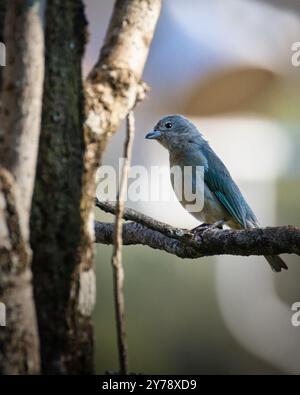 Un oiseau bleu est perché sur une branche d'arbre. L'oiseau regarde le sol Banque D'Images