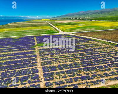 Vues aériennes du lac Qinghai - champs de fleurs de canola et de lavande, prises dans la province de Qinghai, Chine, espace de copie pour le texte Banque D'Images