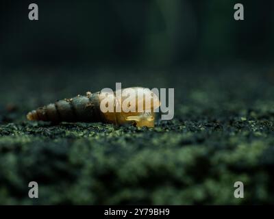 Petit escargot terrestre respirant de Subulina octona sur fond sombre Banque D'Images