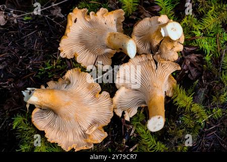 Chanterelle dorée, Cantharellus cibarius, champignon dans la forêt de sapins Douglas de deuxième croissance sur la péninsule Olympic, État de Washington, États-Unis Banque D'Images