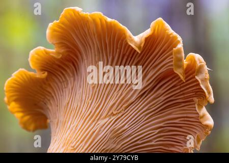 Chanterelle dorée, Cantharellus cibarius, champignon dans la forêt de sapins Douglas de deuxième croissance sur la péninsule Olympic, État de Washington, États-Unis Banque D'Images