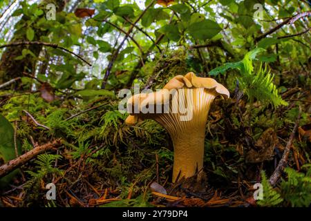 Chanterelle dorée, Cantharellus cibarius, champignon dans la forêt de sapins Douglas de deuxième croissance sur la péninsule Olympic, État de Washington, États-Unis Banque D'Images