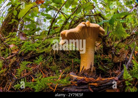 Chanterelle dorée, Cantharellus cibarius, champignon dans la forêt de sapins Douglas de deuxième croissance sur la péninsule Olympic, État de Washington, États-Unis Banque D'Images