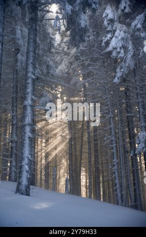 Scène magique de forêt hivernale avec de grands arbres enneigés. La lumière du soleil filtre à travers les branches, projetant des faisceaux éthérés et créant de belles interactions de lumière et d'ombres sur le sol enneigé. Banque D'Images