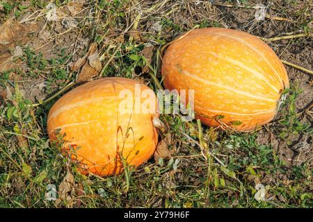 Citrouilles orange mûres sur le terrain en automne. Une grande citrouille orange poussant dans le jardin Banque D'Images