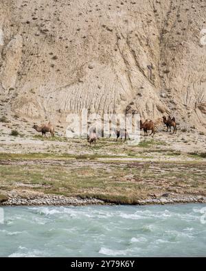 Vue de paysage vertical du troupeau de chameaux bactriens pâtissant le long de la rivière Pamir dans le désert de haute altitude, Gorno-Badakhshan, Tadjikistan Banque D'Images