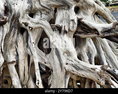 grande pile composée de branches et de brindilles situées sur la plage Banque D'Images