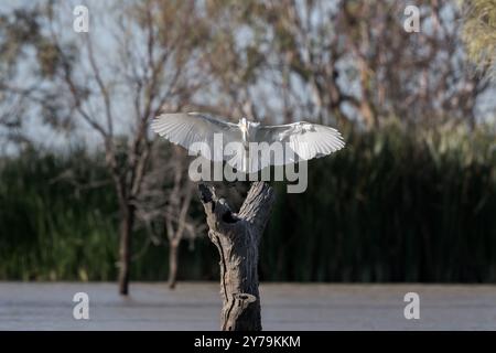 Great Agret (Ardea alba) revenant d'une chasse matinale avec des ailes déployées terres élégamment sur une souche d'arbre morte sur un billabong d'eau douce. Banque D'Images