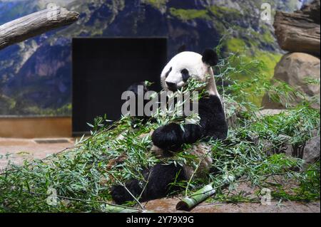 (240929) -- TOKYO, 29 septembre 2024 (Xinhua) -- le panda géant Shin Shin est photographié au zoo d'Ueno à Tokyo, Japon, 28 septembre 2024. Les pandas géants bien-aimés Ri Ri et Shin Shin ont quitté le zoo d'Ueno à Tokyo aux premières heures de dimanche pour retourner dans leur pays d'origine, la Chine, en raison de problèmes de santé liés à l'âge. Samedi, dernier jour de visionnement public pour la paire de panda, plus de 2 000 fans se sont alignés avant l'ouverture pour dire au revoir, avec beaucoup en larmes. Le panda géant Ri Ri, mâle et femelle, Shin Shin Shin, tous deux originaires de la province du Sichuan du sud-ouest de la Chine, sont arrivés au zoo d'Ueno en février 2011 Banque D'Images