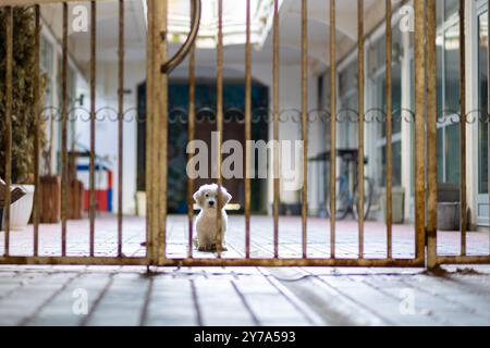 Petit chiot triste solitaire regarde la caméra à travers les grandes barres de la clôture. Animal qui est entré dans un abri. Concept d'animaux de la rue nécessitant des soins a Banque D'Images