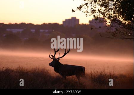 Londres, Royaume-Uni. 29 septembre 2024. Lever du soleil à Richmond Park, Londres, Royaume-Uni alors que des cerfs effectuent une bataille contre les clochers pour montrer qui est le premier dans les Mating Stakes Credit : Mary-lu Bakker/Alamy Live News Banque D'Images