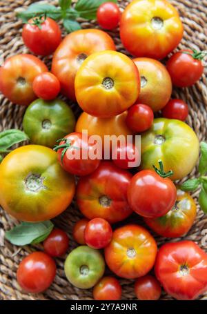 Une collection vibrante de tomates fraîchement cueillies dans différentes nuances de rouge, orange et vert remplit un panier tissé Banque D'Images