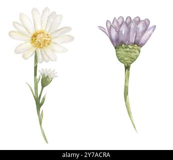 Watercolor hand drawn xerantanium clipart set, meadow floral illustration, botanical wildflowers clip art Banque D'Images