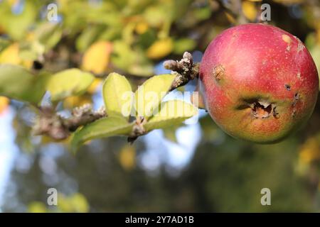 Ein Apfel auf einer Wiese Banque D'Images