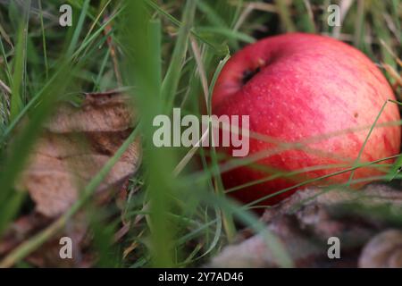 Ein Apfel auf einer Wiese Banque D'Images