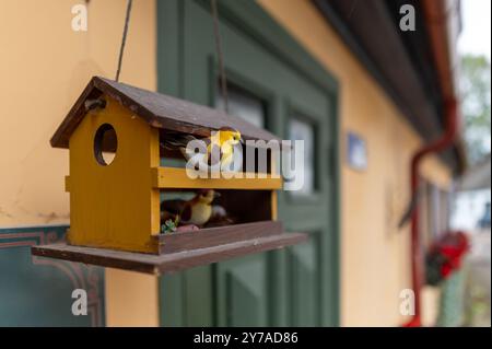 Un oiseau joyeux se trouve à l'extérieur d'un poulailler vibrant près d'un charmant bâtiment à la lumière du soleil. Banque D'Images