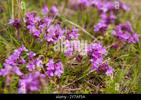 Thymus serpyllum thym de Breckland Banque D'Images