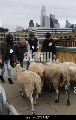 29 septembre 2024, Southwark, Londres moutons élevés dans le centre de Londres Freemen de la City de Londres exercent leur droit de prendre des moutons à travers un pont de Londres. Un côté du pont Southwark est fermé en particulier. Crédit photo : Roland Ravenhill/Alamy Banque D'Images