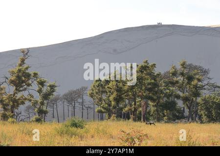 Catastrophe écologique : forêt de pins détruite par les grands incendies de juillet 2022 autour de la Dune du Pilat en Gironde dans le sud-ouest de la France. Plus que t Banque D'Images