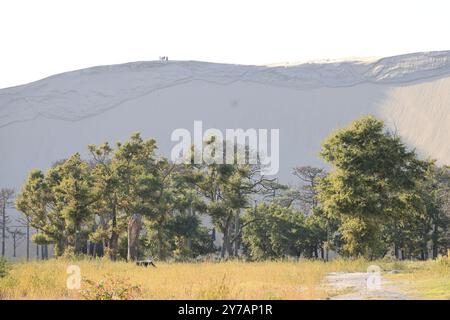 Catastrophe écologique : forêt de pins détruite par les grands incendies de juillet 2022 autour de la Dune du Pilat en Gironde dans le sud-ouest de la France. Plus que t Banque D'Images