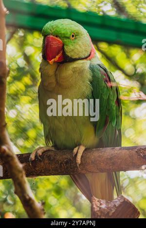 Agapornis fischeri assis sur une branche au parc Papago Banque D'Images