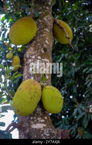 Fruits de Jack ( Artocarpus heterophyllus) sur un arbre en Ouganda Banque D'Images