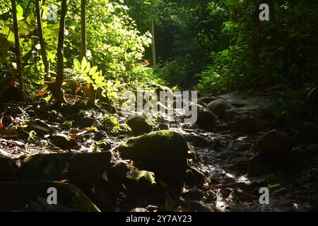 Faisceau de lumière sur le sentier pédestre à sa Lad Dai chutes d'eau dans la forêt à Banna en Thaïlande Banque D'Images