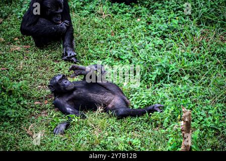 Chimpanzés ( Pan troglodytes) en attente de nourriture au sanctuaire des chimpanzés de l'île de Ngamba dans le lac Victoria Ouganda. Banque D'Images