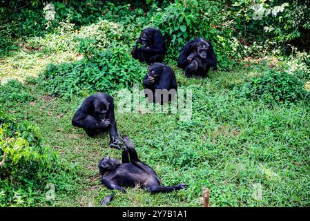 Chimpanzés ( Pan troglodytes) en attente de nourriture au sanctuaire des chimpanzés de l'île de Ngamba dans le lac Victoria Ouganda. Banque D'Images