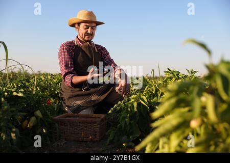 Agriculteur récoltant des aubergines mûres dans le champ le jour ensoleillé Banque D'Images