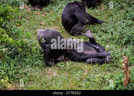 Chimpanzés ( Pan troglodytes) en attente de nourriture au sanctuaire des chimpanzés de l'île de Ngamba dans le lac Victoria Ouganda. Banque D'Images