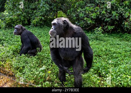 Chimpanzés ( Pan troglodytes) en attente de nourriture au sanctuaire des chimpanzés de l'île de Ngamba dans le lac Victoria Ouganda. Banque D'Images