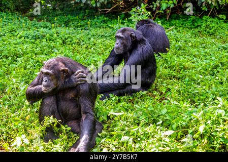 Chimpanzés ( Pan troglodytes ) attendent de la nourriture au sanctuaire des chimpanzés de l'île de Ngamba dans le lac Victoria Ouganda.. Banque D'Images