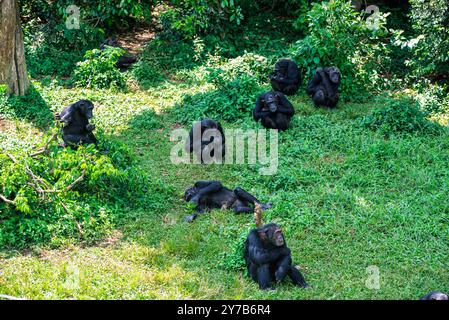 Les chimpanzés ( Pan troglodytes ) attendent de la nourriture au sanctuaire des chimpanzés de l'île de Ngamba dans le lac Victoria en Ouganda. Banque D'Images