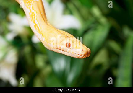 Serpent python python tigre albinos lavande en gros plan en extérieur Banque D'Images